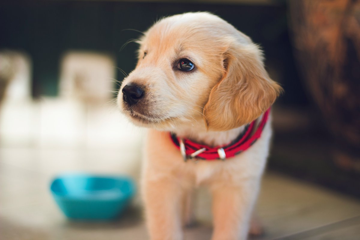 NewsBFM's tweet photo. 1. Selangor plans to ban pet stores from selling dogs and cats, says state exco Ng Sze Han.

According to The Star, this is to encourage people to adopt animals from shelters and prevent pet abandonment.

Ng says pet stores can sell pet food instead.
https://t.co/lx0J4UxSqI https://t.co/LrRHen5FlF