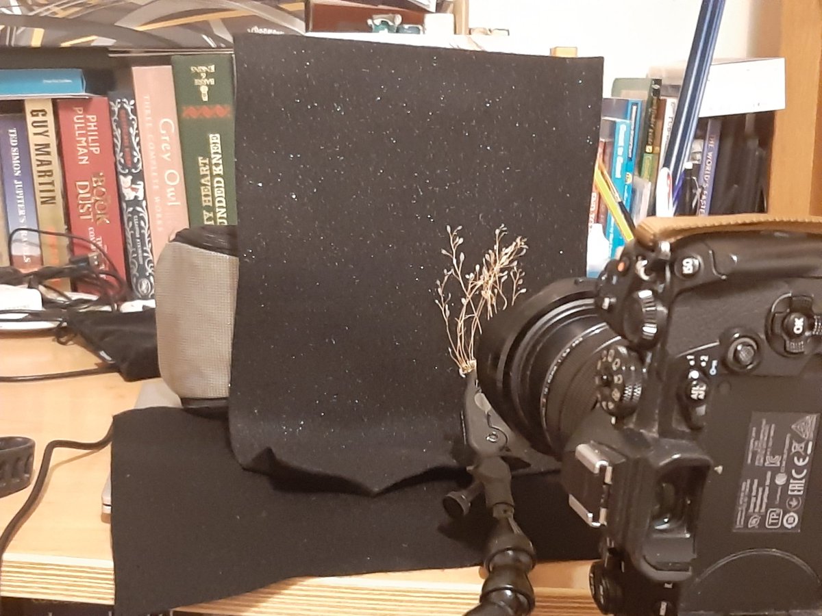 BOB ILES tweet media