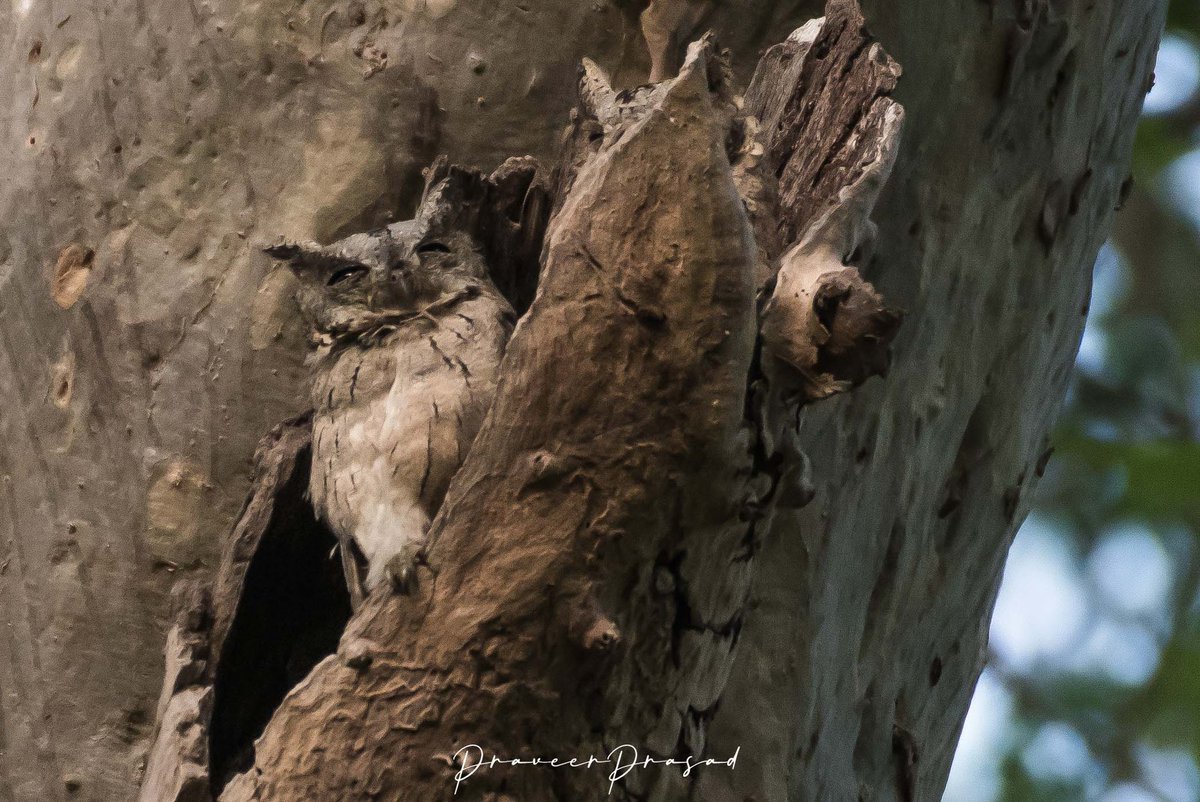 Indian Scops-Owl, a master of camouflage. It takes very sharp eyes to find them in their natural habitat.
#BBCWildlifePOTD #birdwatching #ThePhotoHour #BirdsSeenIn2022 #NaturePhotography #birdsofIndia @NatureattheBest @WildlifeMag @NikonIndia #indiaves