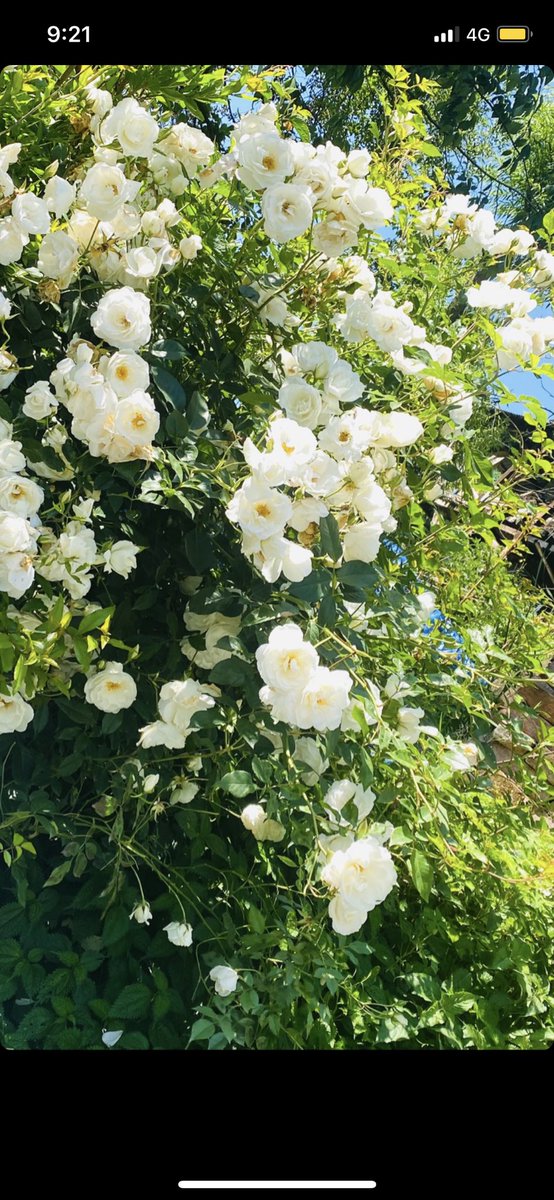 Soul Blossoming In Nature 🥀