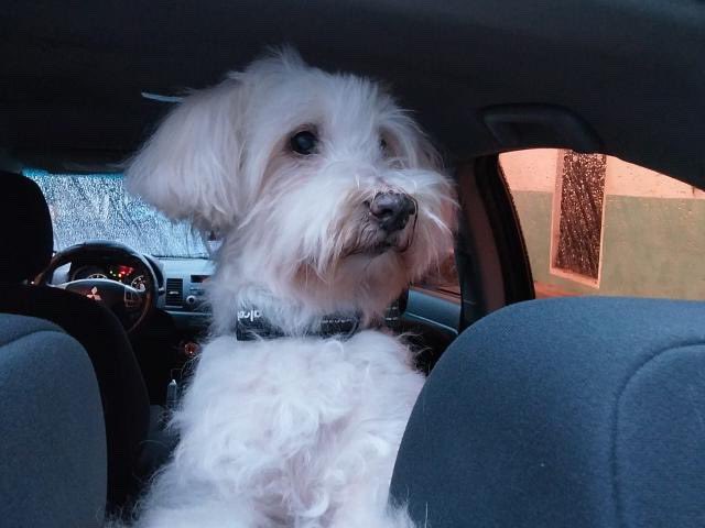 DameTuPatasv's tweet photo. 🆘🆘SE BUSCA SE BUSCA 🆘🆘 Servicio Social
“Amigos por favor ayúdenme. Se me acaba de perder mi perrito, tiene 15 años, fue visto en la COL CIUDAD CREDISA SOYAPANGO. POR FAVOR CONTACTERSE SI LO VEN AL 7815 1860 Con Andrea.  SI LO VEN AGARRENLO POR FAVOR” https://t.co/83tdINL8pj