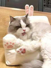 jos_limachi3's tweet photo. Mimmy, who likes to be clean as a child, Is it okay to sit on a small couch and kiss your hands?🥰 https://t.co/3kL9TDwoEm