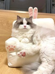 jos_limachi3's tweet photo. Mimmy, who likes to be clean as a child, Is it okay to sit on a small couch and kiss your hands?🥰 https://t.co/3kL9TDwoEm