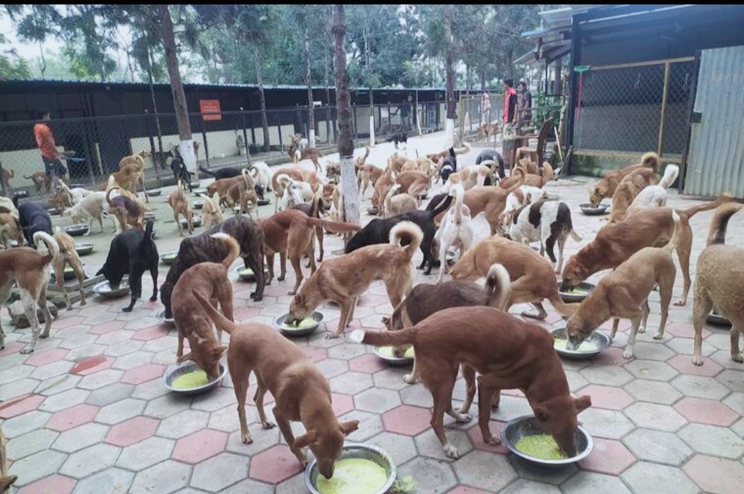 PrayatnaFounda1's tweet photo. Feeding a hungry animal is our sacred, religious and holy duty. And we should do it. https://t.co/vthRC0Wp6C