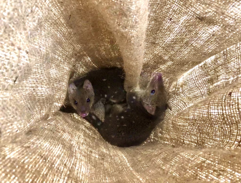 davidghamilton1's tweet photo. I have nought to offer you but quolls https://t.co/ifY8wj63uB