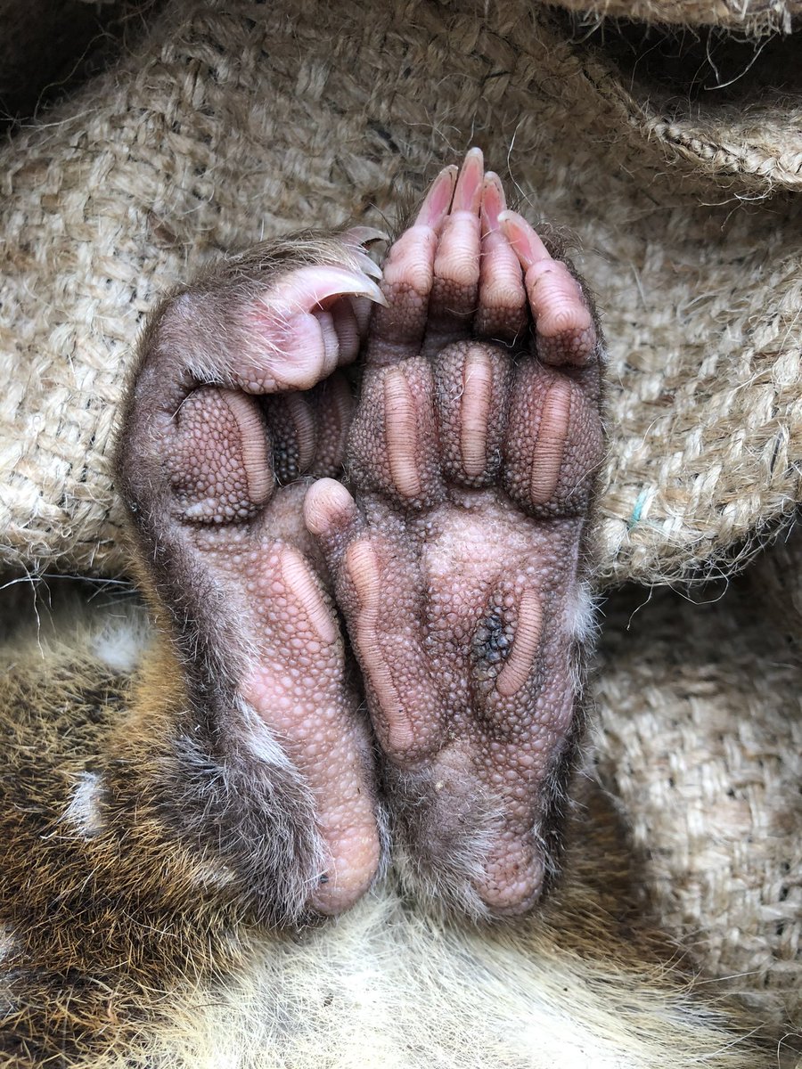 davidghamilton1's tweet photo. I have nought to offer you but quolls https://t.co/ifY8wj63uB