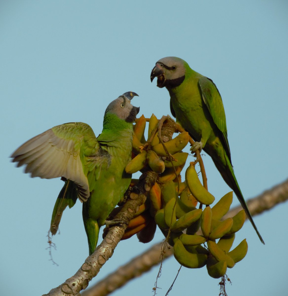 Red Breasted Parakeet (Juveniles)
Assam
#VIBGYORinNature 
#IndiAves 
#TwitterNatureCommunity #NaturePhotography #birding @NatGeoIndia #birdsofindia