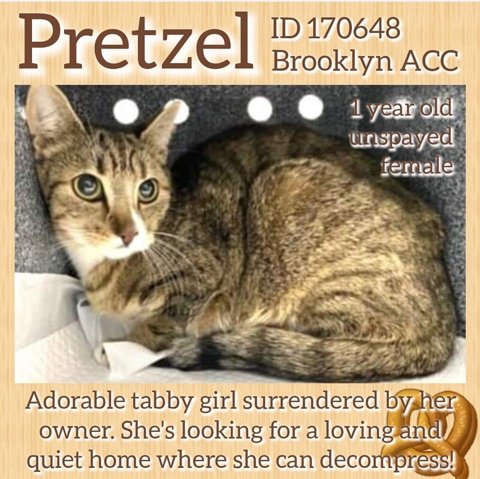 🆘 #URGENT #NYC #NYCACC #CATS  precious PRETZEL is on the “emergency placement” list and needs foster/rescue/adopter by 6/13 @ NOON.  

PLEASE RT-adopt-foster! #TeamKittySOS #AdoptDontShop #CatsOfTwitter #cutecats newhope.shelterbuddy.com/Animal/Profile…