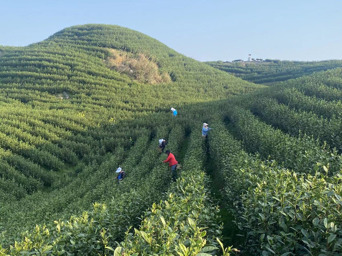VivirenGuizhou's tweet photo. El pueblo de #Changyan de la prefectura de #Qiannan ha combinado el #turismo del #té con la revitalización rural.🎉🎉

📷 by Eyesnews

#rural #fueradelapobreza https://t.co/MkhBNeO5lK