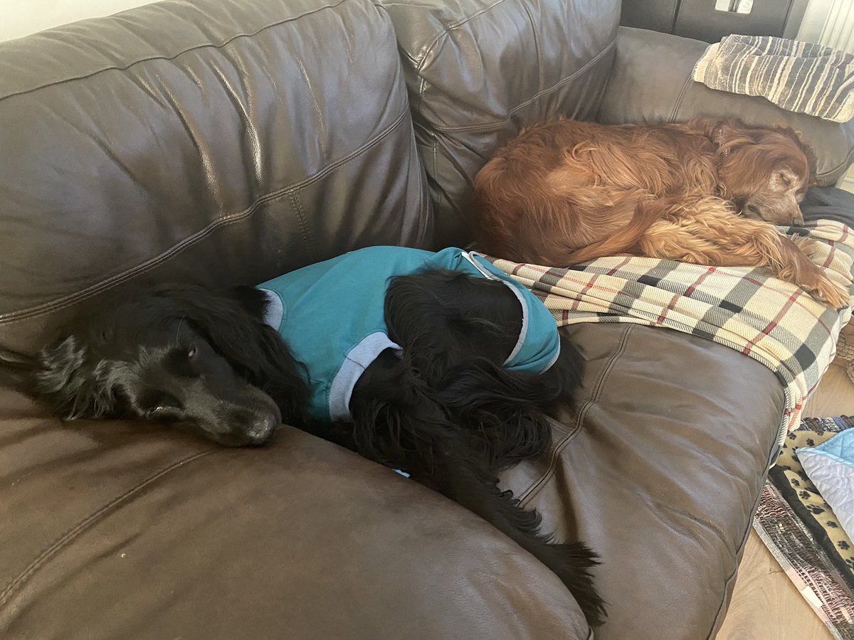 Sneshka_Richter's tweet photo. Grace is not recovering as well as expected from her emergency #Pyometra operation & the carpal pad injury is really bad. She could do with a few positive thoughts. 🖤🐾😔#dog #dogsoftwitter #sleeplessnight # https://t.co/7Rz81PGMdZ