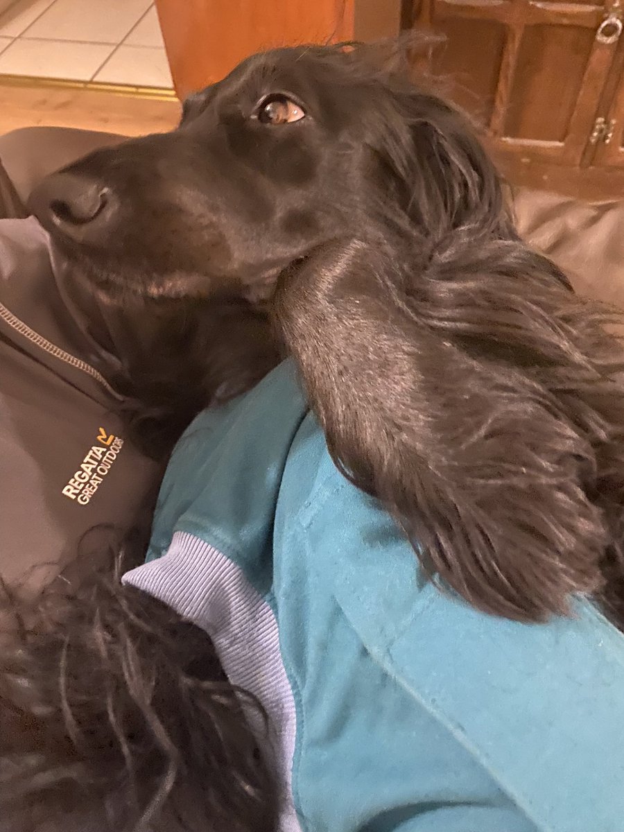 Sneshka_Richter's tweet photo. Grace is not recovering as well as expected from her emergency #Pyometra operation & the carpal pad injury is really bad. She could do with a few positive thoughts. 🖤🐾😔#dog #dogsoftwitter #sleeplessnight # https://t.co/7Rz81PGMdZ