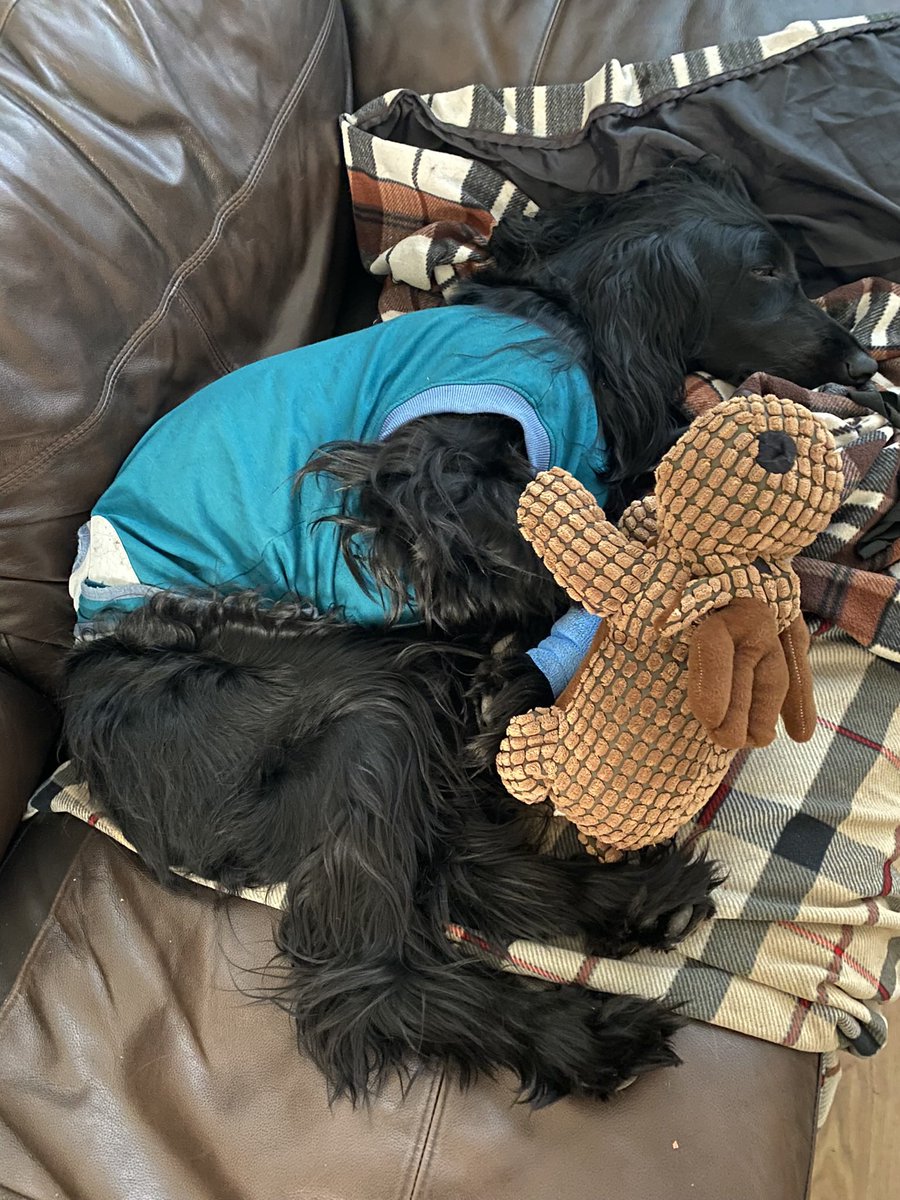 Sneshka_Richter's tweet photo. Grace is not recovering as well as expected from her emergency #Pyometra operation & the carpal pad injury is really bad. She could do with a few positive thoughts. 🖤🐾😔#dog #dogsoftwitter #sleeplessnight # https://t.co/7Rz81PGMdZ