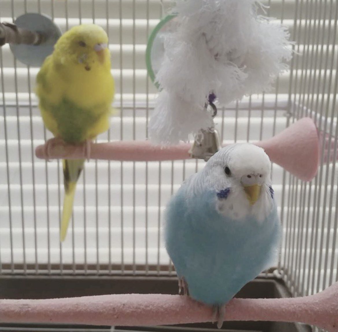 It’s never easy to say bye but Nora(yellow budgie) is resting easy and with her sister now. Glad she lived to be 9 1/2 years old. She really was lively until her final day. I’ll definitely miss her singing but she is resting now. ❤️