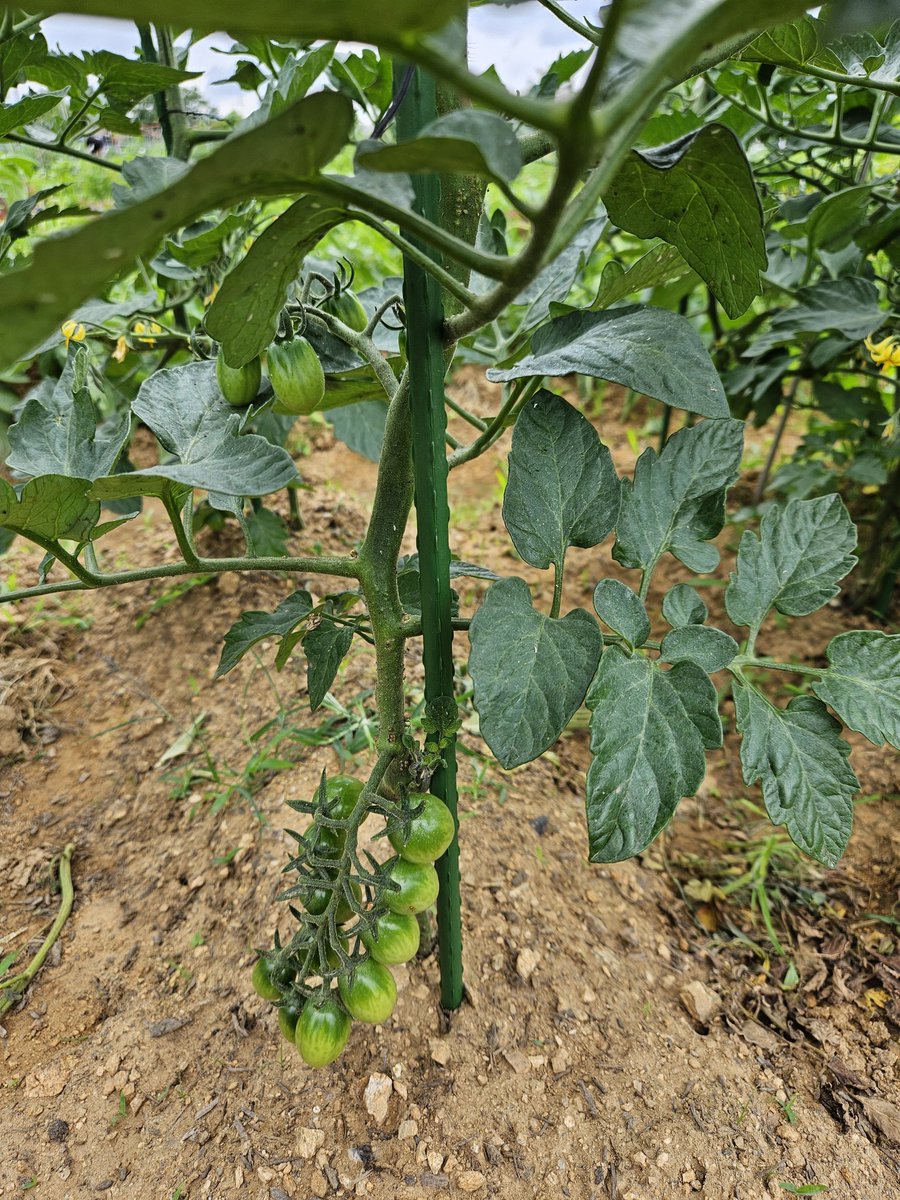 비록 남의 텃밭에서 자란거지만 정말 이쁘게 자랐다~~ 토마토야 무럭무럭 잘 자라렴^^ 이쁘것♡♡♡