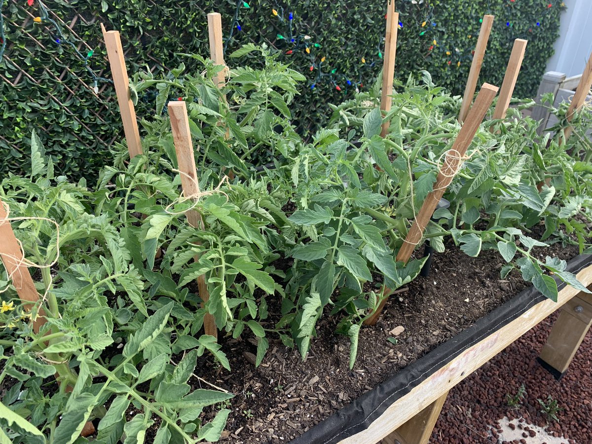 June 11 NationalIndigenousHistoryMonth <a href="/Albert_School/">Albert School</a> <a href="/RegPublicSchool/">Regina Public Schools</a> taking care of those who sustain us, I welcome them with honour, I let them know who I am &amp;promise to ask for permission before I take their life- Honourable Harvest(Braiding Sweetgrass)