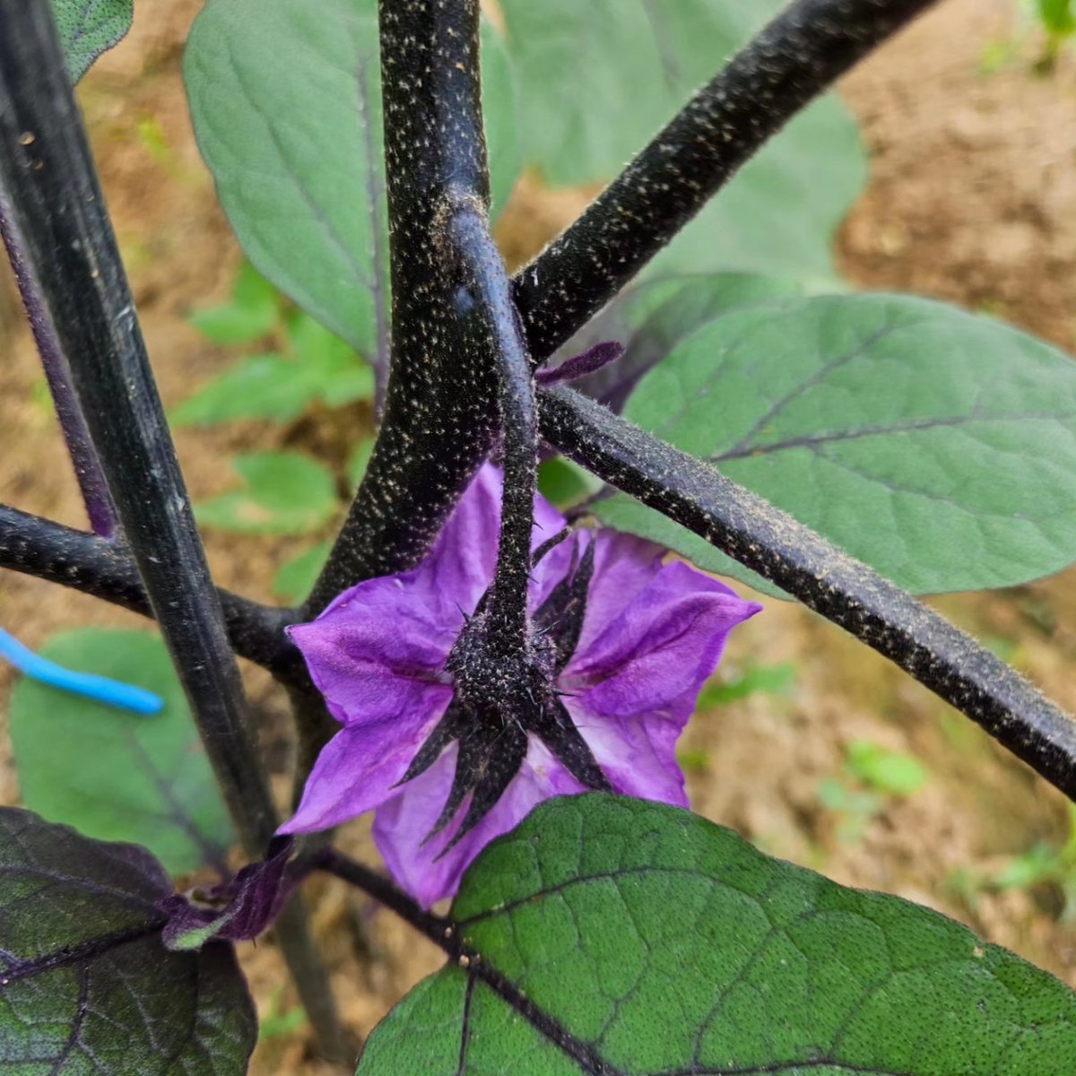 가지 꽃인데 색깔이 참 예쁘죠?♡