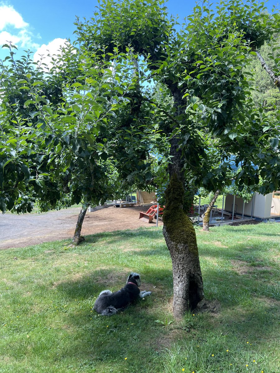 NancyPettit's tweet photo. Avery, sitting in the shade of the apple trees. #dogsoftwitter #whereilive #PNW #propertyprojects https://t.co/kj2iLb2k49