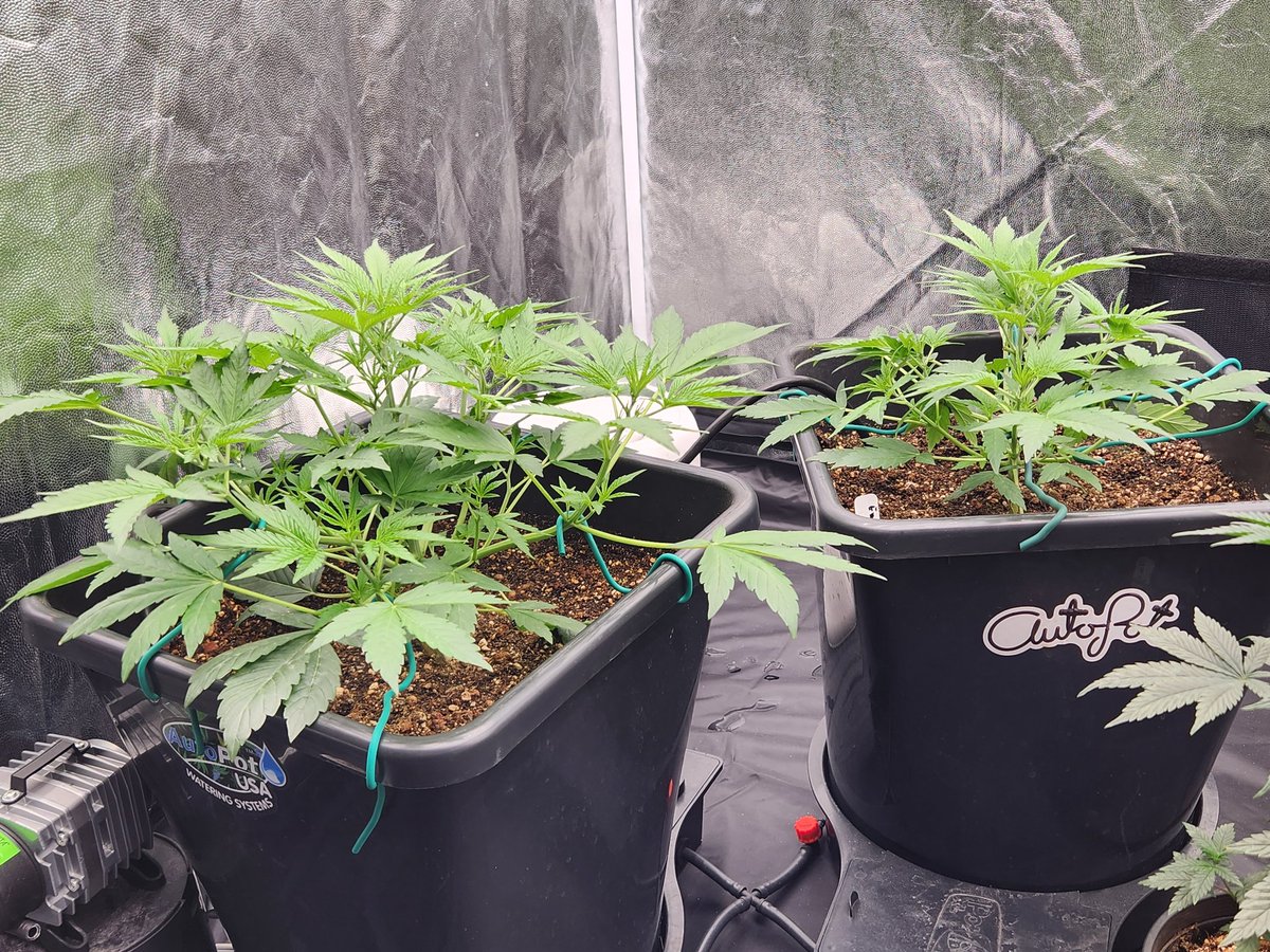 25 days for these Emerald fire og autoflowers from Humboldt seed Co grown in the autopot xl system from @autopotusa and @thegreengro line
#autopotgrown #CannabisCommunity #cannabisculture #420community