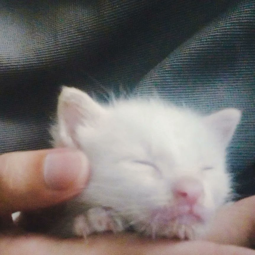 crlsn_'s tweet photo. not my baby milkcot falling asleep after drinking her milk ♡! https://t.co/EXXZ3zd7uR