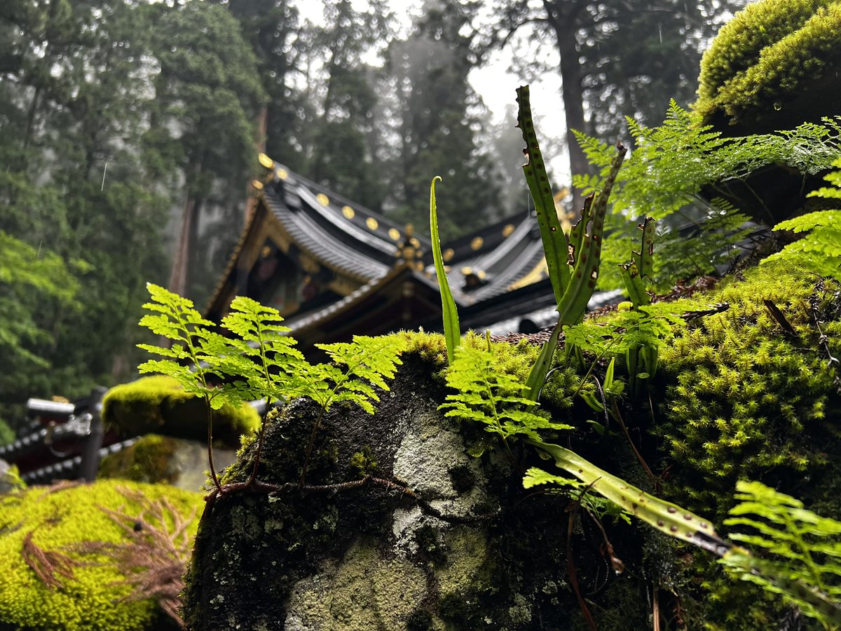 Daniel J Kliebenstein tweet media