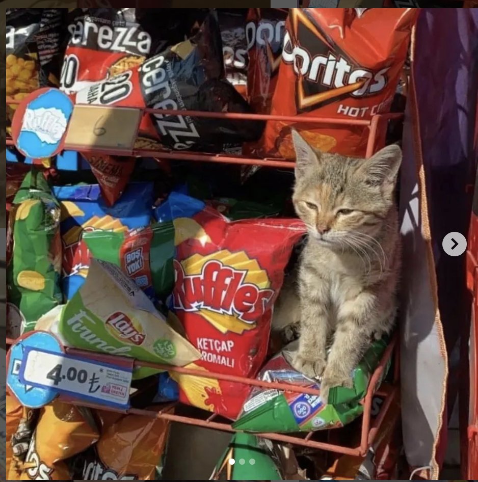 Catwheezie's Stash (@realcattohours) on Twitter photo 