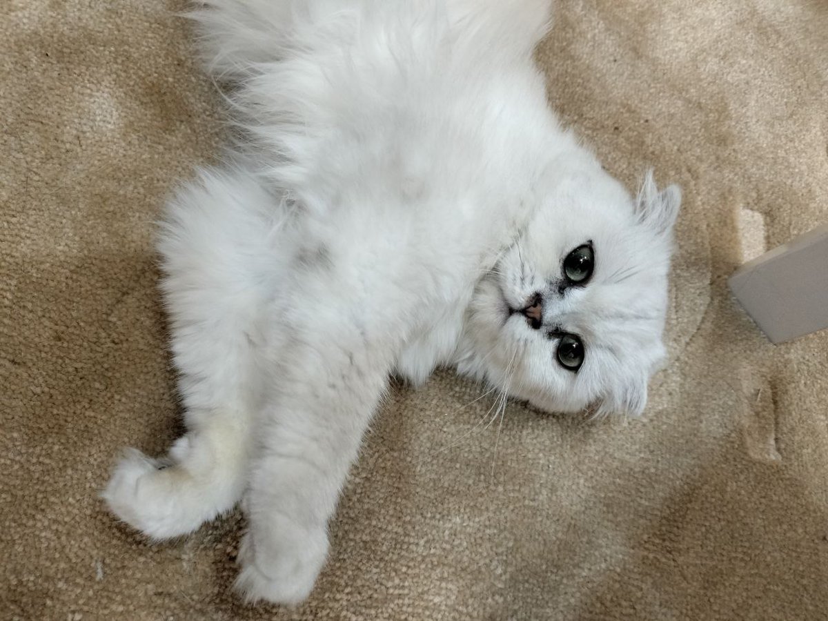 Starry sky tweet media