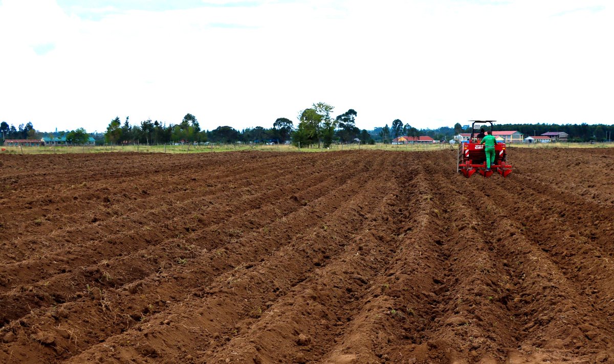 Mechanizing #Potato production  becoming common among #farmers in @NyandaruaCG018. We are not left behind 💪💪🥔.
#SustainableFuture
@Olemalee @M_Ndura
#earthquake #Museveni #Mzee