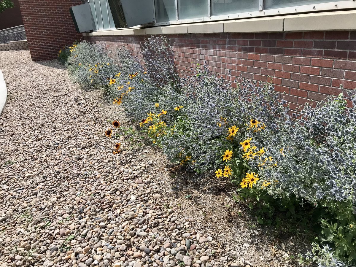 The blue and gold flowers that Macy and I planted along the @UNKearney greenhouse last year are filling in nicely #BeBlueGoldBold