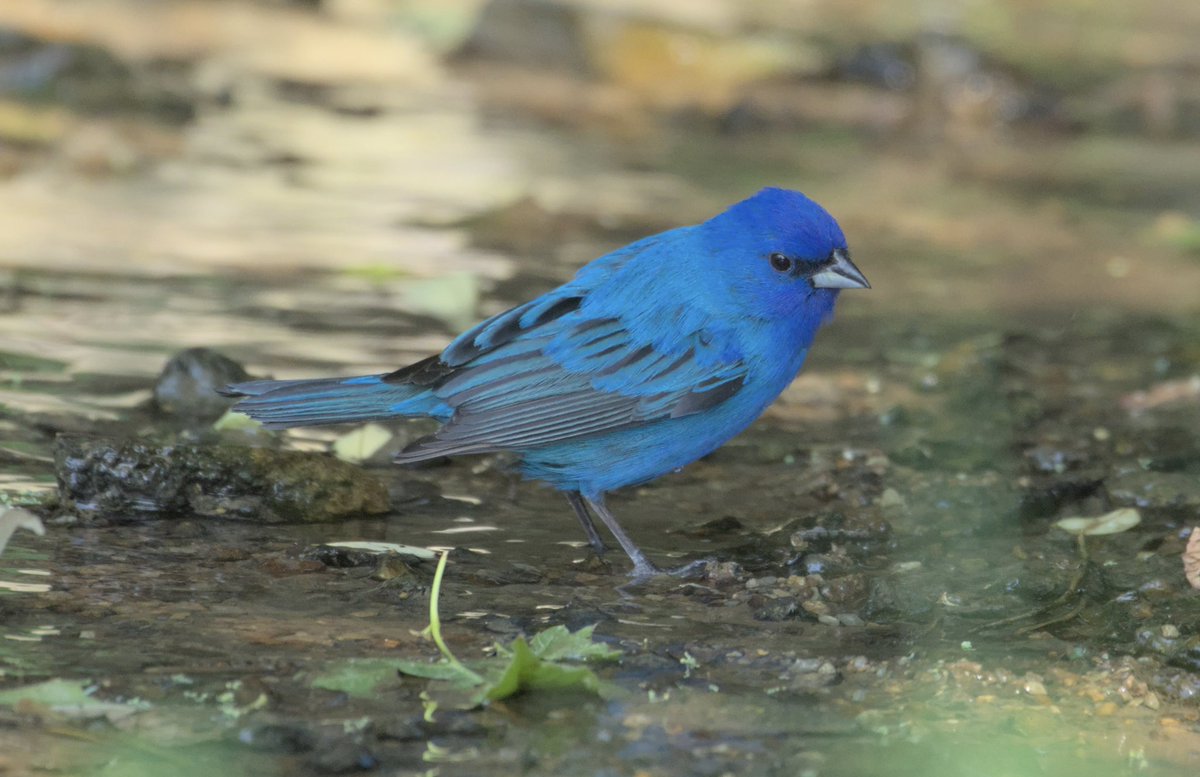 “Yo human. Get the camera ready. I’m a pretty boy and I’m about to put on a show”. Male indigo bunting put on a show at a little stream. Got tons of pics. Having difficulty picking the best ones and the best edits. But here’s one #birdphotography #NaturePhotograhpy