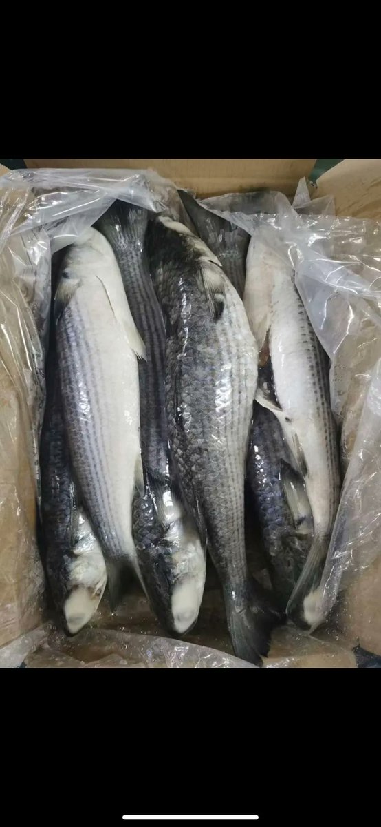 GREY MULLET IN STOCK 
SIZE: 5/6 and 6/7

 • #SeafoodLovers
 • #SeafoodDelights
 • #FrozenSeafood
 • #QualitySeafood
 • #SeafoodSuppliers
 • #SeafoodIndustry
 • #SustainableSeafood
 • #SeafoodMarket
 • #FreshCatches
 • #SeafoodDishes
 • #SeafoodPassion