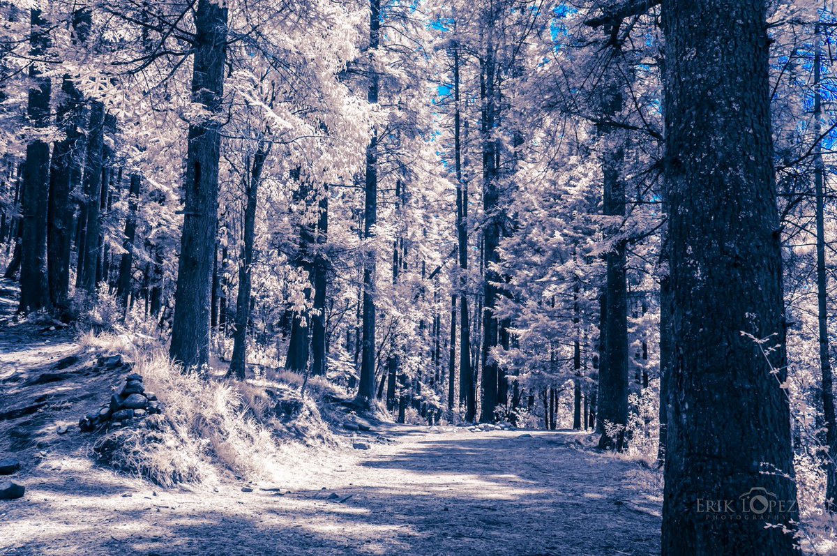 ErikLopezPhoto's tweet photo. Hike from the 2nd Dinamo to Coconetla lookout and back, Los Dinamos National Park, CDMX, Mexico. June 11th, 2023.

#ErikLopezPhotography #Photography #Landscape #LandscapePhotography #Hike #HikePhotography #Sony #SonyPhotography #OutdoorsPhotography #Infrared #InfraredPhotography https://t.co/48eHfeLGeT