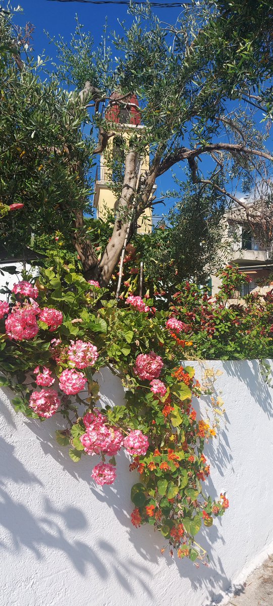 LittleIremia's tweet photo. Some colourful flowers, an olive tree & the bell tower in the centre of our village of Kouspádes, in South Corfu.
#corfulife #corfuvibes #corfugram #corfuislandgreece #korfu #corfu🇬🇷 #corfu2023 #corfuisland #corfugreece #corfuisland🌴 #corfu❤️ #corfu #corfuholidays #corfutravel https://t.co/jJC9tjm0Pw