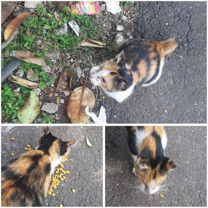 ditaawp's tweet photo. 🐈Open adopt. Kucing ini ditemuin sama temenku pas lagi street feeding dengan bola mata yang udah ga ada keduanya. Skrg lagi disteril di Amore kemang. Setelah keluar dr Amore, dia terancam dilepas bebas lagi. Please yang mau adopt, kasian kalo harus dilepas lagi. Domisili Jaksel https://t.co/zpyZ6fWT5V