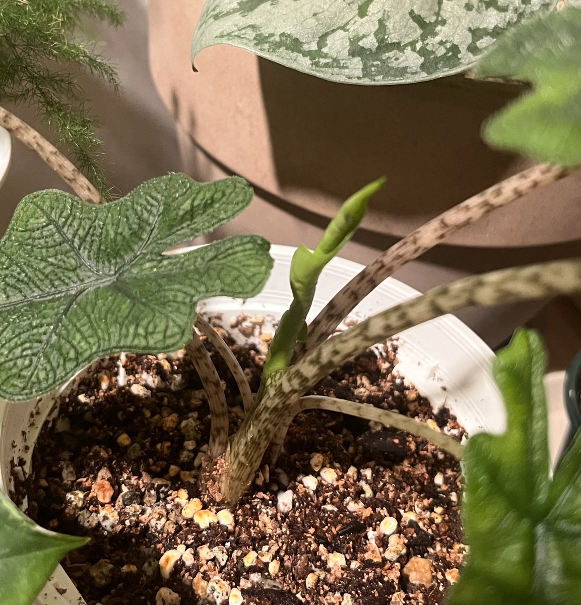 아기 짹짹이도 힘내주고 있구나