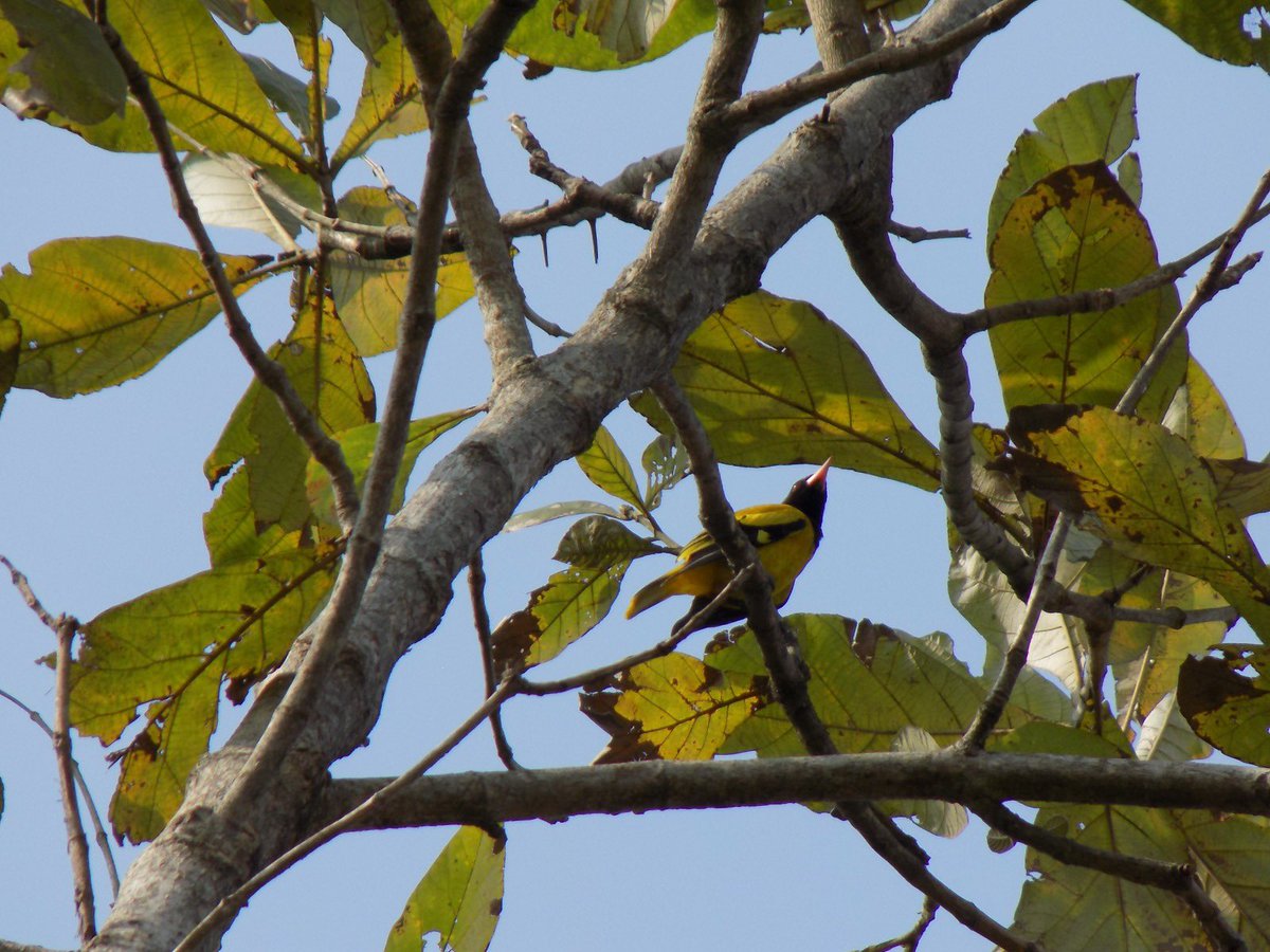Black Hooded Oriole Pic taken in Dima hasao, Assam. 📷💛
#birdwatching #BirdsOfTwitter #Birdofindia #Birds #Oriole
@birdcountindia @birdsoftheworld @birdcrazed6 @bird_biochemist @BirdWatchingMag @BirdWatchingMag