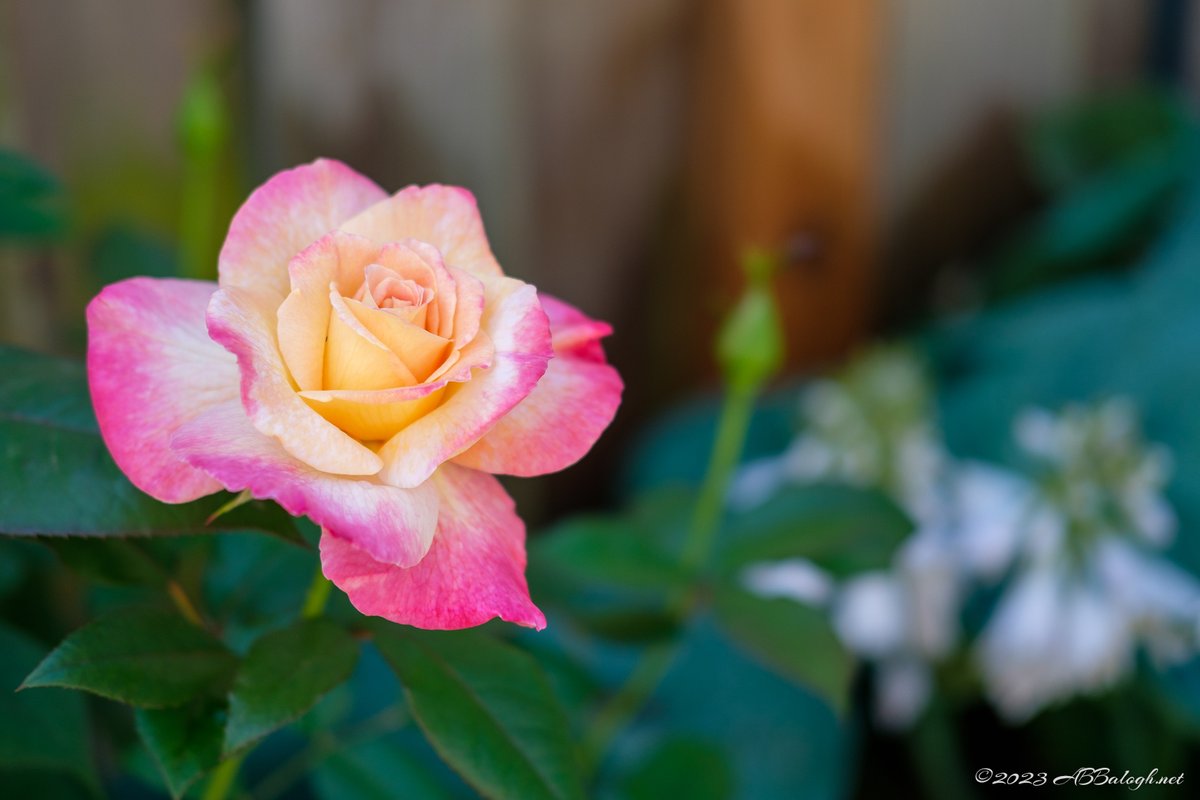 abbalogh's tweet photo. Another Evening Rose
Yet another rose. Portland is the Rose City, and it is that time of year.
#Bokeh #f2 #Flower #Fujifilm #Fujinon #Kinton #Oregon #PDXRose #PortlandRose #Rose #XT2 #XF35mmF2RWR https://t.co/oryULYD7CF