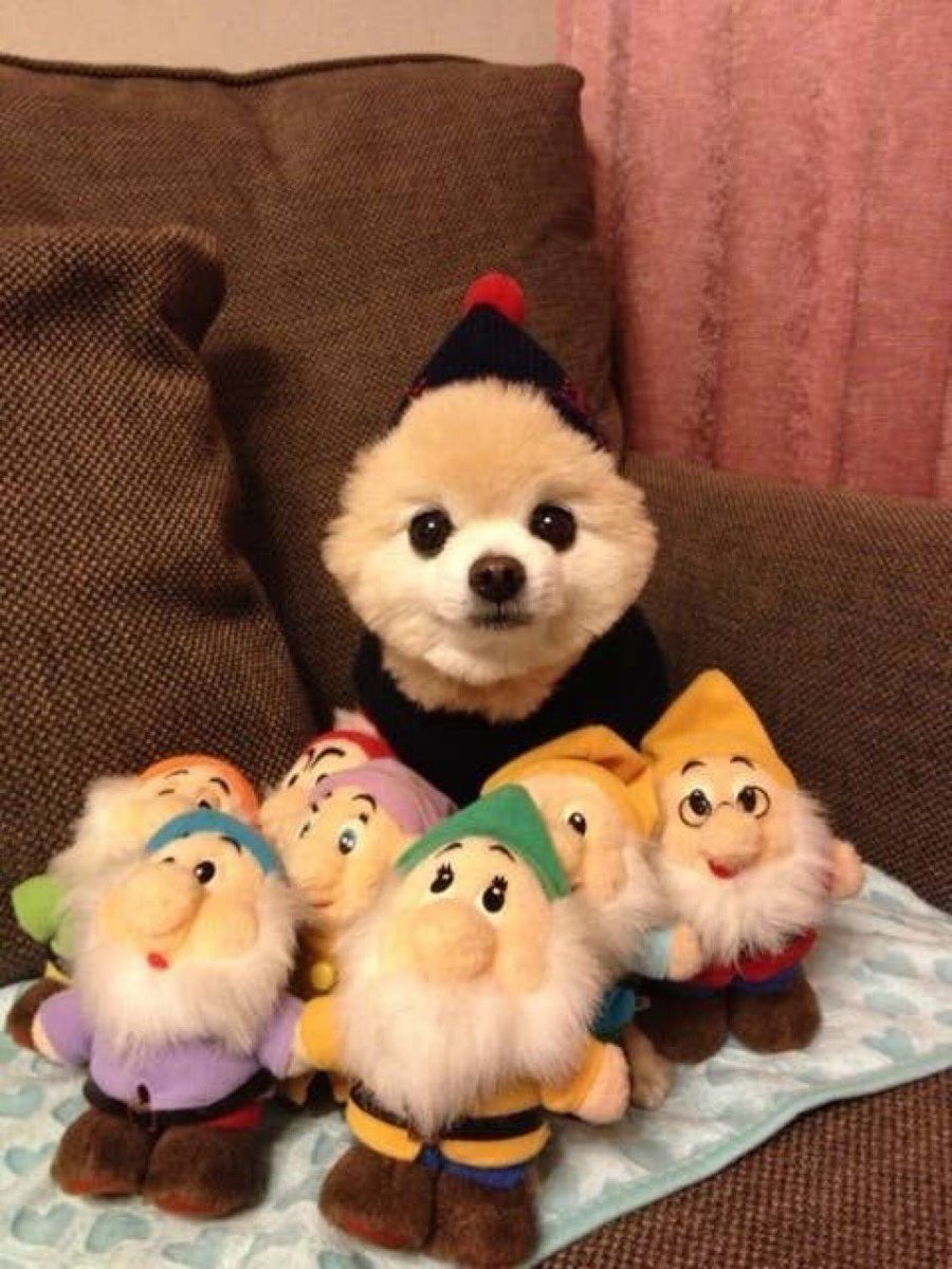 SnoringPuffin's tweet photo. cute animals https://t.co/GBPShEpoa3
