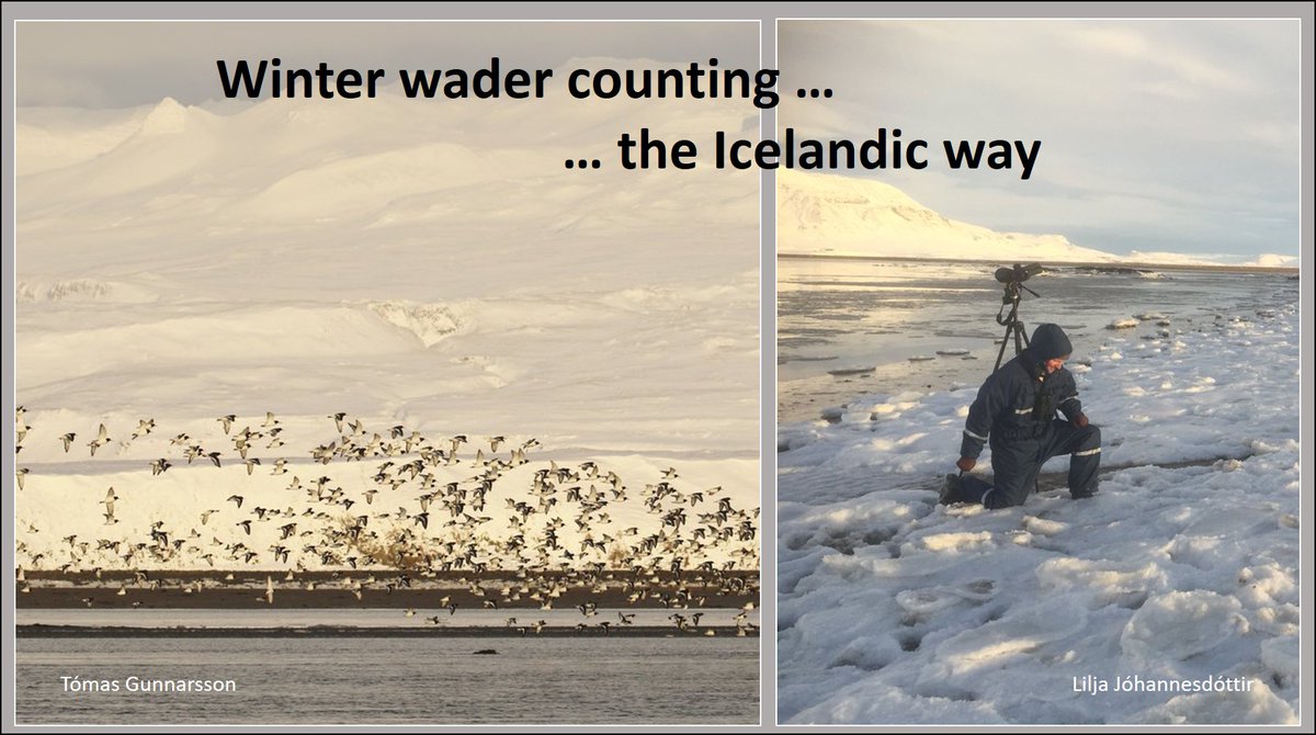 Many birdwatchers visit #Iceland in the summer.
Winter birding is somewhat different!
Results of national #Oystercatcher count became #WaderTales blog on 12 June 2018 🎂
wadertales.wordpress.com/2018/06/12/mis…
#waders #shorebirds #ornithology #phenology