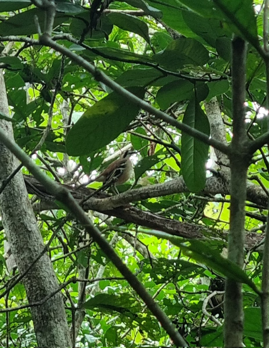 Ticked off a few more Iron Range birds this weekend. Including this Northern Scrub-Robin. #BirdsSeenIn2023 <a href="/Britnatureguide/">The British Nature Guide</a>