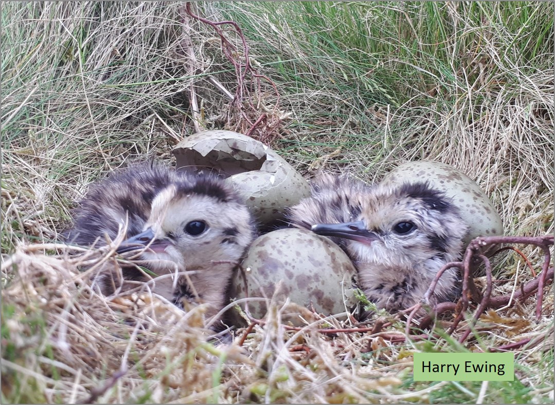 Thank you to everyone who is trying to help UK #Curlew to raise more chicks. Based on a paper by @AonghaisC and colleagues, I calculated that we need to boost numbers by 10,000 EACH YEAR. Blog from 12 Jun 2021 🎂 wadertales.wordpress.com/2021/06/12/mor… #waders #shorebirds #ornithology