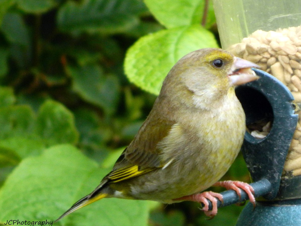 Greenfinch #birds #birdsofinstagram #birdlovers
#birdphotography #birdwatching #birdwatcher 
#naturephotography #naturelovers #naturelover
#britishwildlife #britishwildlifephotography #ukwildlife
#earthcapture #earthfocus #bestnatureshot
#bestnatureshots #animals #animallovers