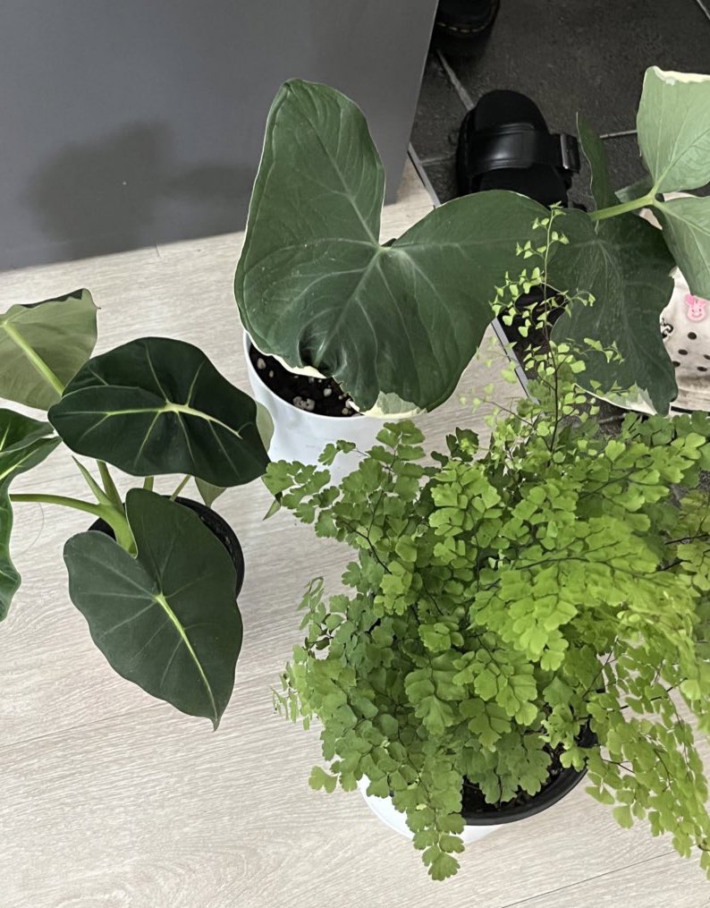 나비 알로카시아라니