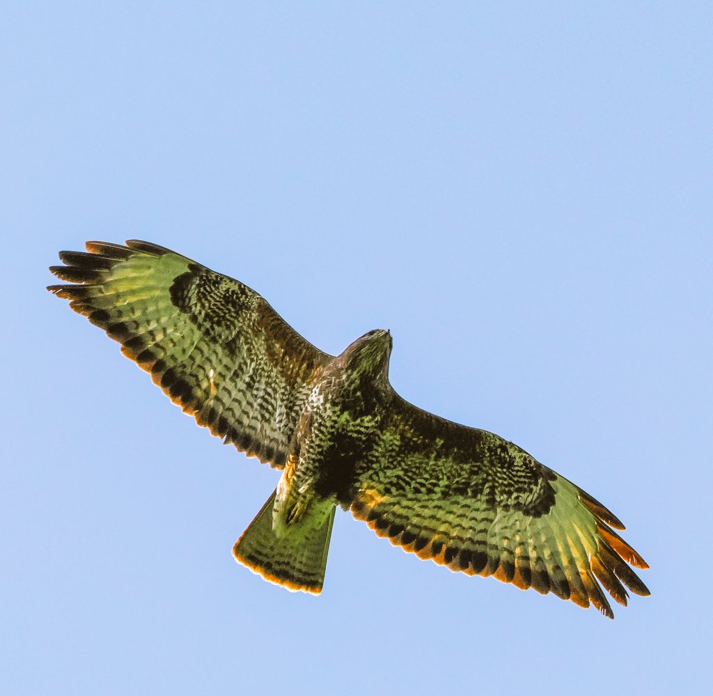 #Buzzard #birdphotography #TwitterNatureCommunity @nicklin_terry @BirdsByStiofan #DerwentValleyCountryPark #NaturePhotography @RSPBEngland @Natures_Voice