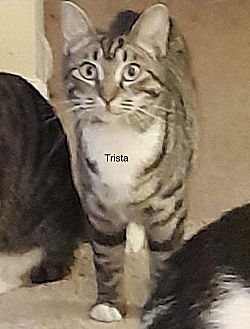 Hi! I'm Trista, a Female Domestic Shorthair Cat. #DomesticShorthair #Cat #BillytheKiddenRescue adoptapet.com/pet/37083127-v…