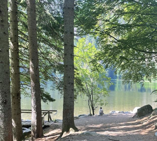 gupta_vikram's tweet image. Schwarzwald summers.