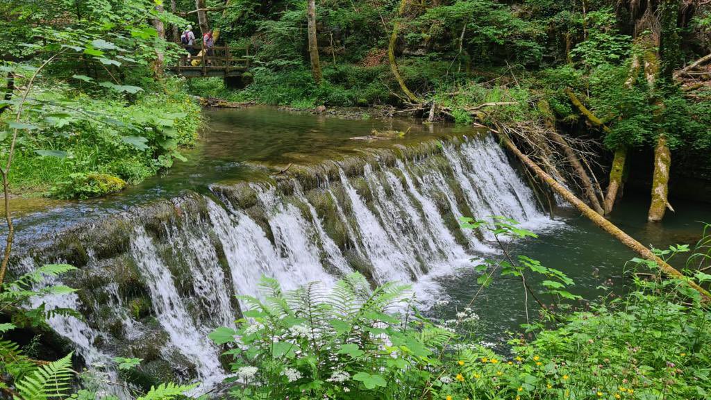 gupta_vikram's tweet image. Schwarzwald summers.