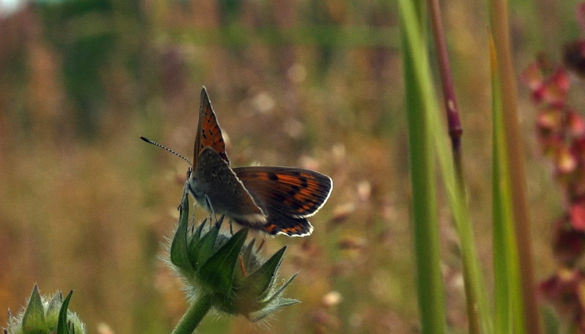 Franco Fratto tweet media