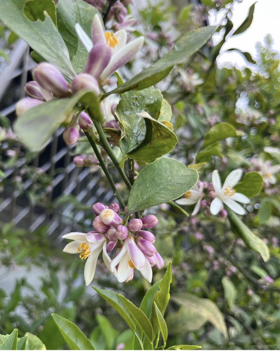 funapetsit's tweet photo. レモンの花が咲きました。とても良い香り
Lemon flower bloomed
#レモンの花　#庭の花 
#lemon flower #gardening https://t.co/wm4jcaoKr2