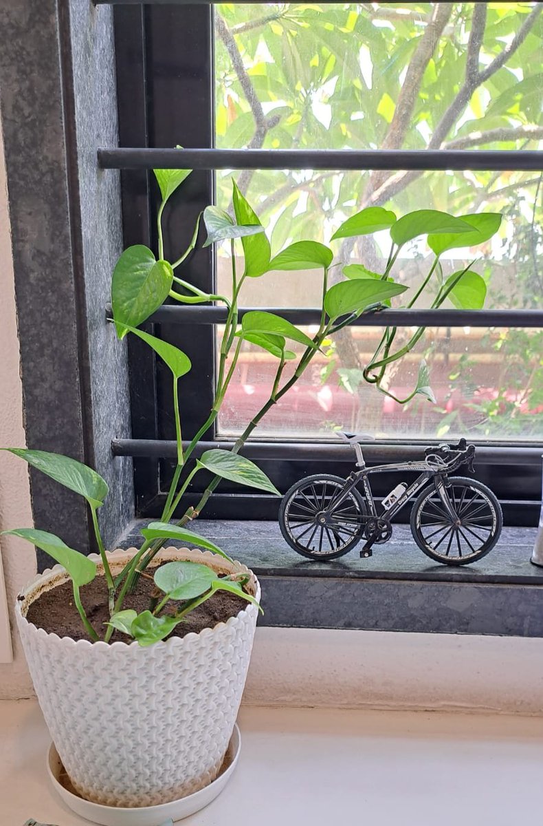gunjanrathore_9's tweet photo. More Plants🪴, Less Human

#officescene❤️ https://t.co/NaTnPZYZ23