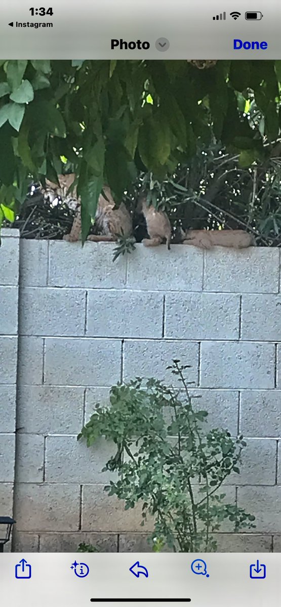 I apparently have a bobcat and some kittens now. Yikes